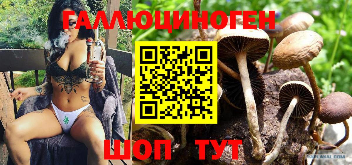 Галлюциногенные грибы Psilocybe Углич
